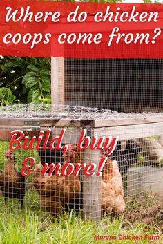 chickens in their coop with the words where do chicken coops come from?