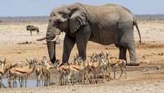 an elephant standing next to a herd of antelope and gazelle drinking water