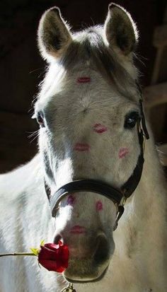 a white horse with red spots on it's face