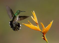 a hummingbird flying towards a yellow flower