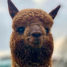 an alpaca is eating grass with its eyes wide open and looking at the camera