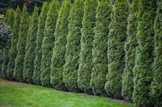 a long row of green trees in the grass