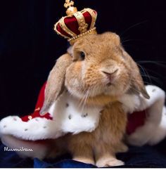 a rabbit wearing a crown and sitting on top of a blanket