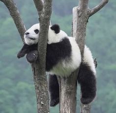 a panda bear sitting on top of a tree