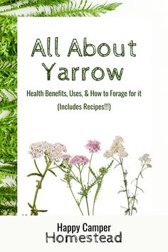 Yarrow Benefits, Camper Homestead, Herbal Cabinet, Benefits Of Yarrow, Medicine Garden, Garden Witch, Herbal Health