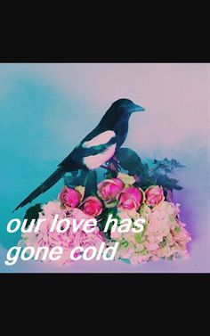 a black bird sitting on top of flowers with the words, our love has gone cold