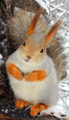 a squirrel with orange and white stripes sits on a tree branch in the snow, looking at the camera