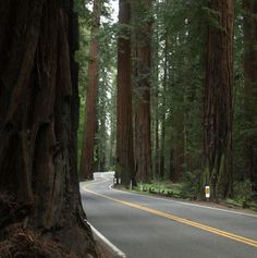 an empty road surrounded by tall trees in the forest