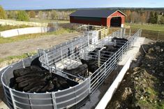 cows are in their pen at the farm