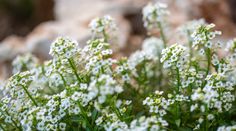 small white flowers are growing in the grass