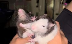 two ferrets are being held in the palm of someone's hand