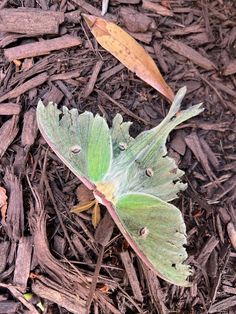 a green and white butterfly sitting on top of a leaf covered ground next to mulch