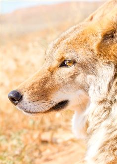 a close up of a dog's face in the desert