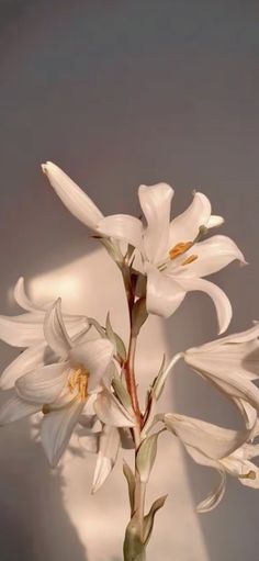 white flowers are in a vase on a table