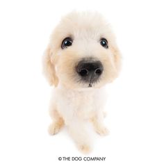 a small white dog with blue eyes looking up at the camera on a white background