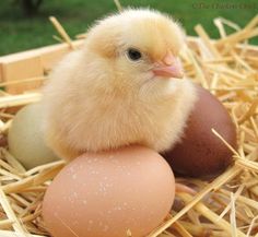 a small chicken sitting next to an egg in a nest