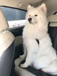 a white dog sitting in the back seat of a car with it's front legs up