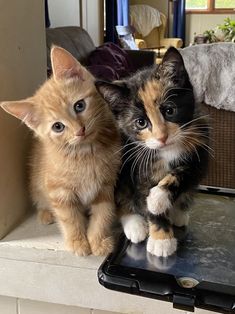 two kittens sitting on top of a table next to each other in a room