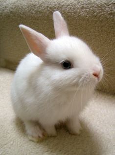 a small white rabbit sitting on top of a carpeted floor next to a stair case