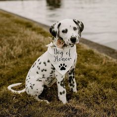 a dalmatian dog sitting in the grass with a bandana around its neck