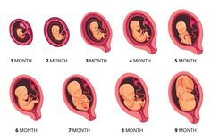 the stages of breasting and how they are used in each baby's life