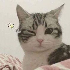 a close up of a cat on a bed with a star sticker in the background