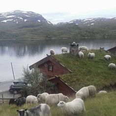 a herd of sheep standing on top of a lush green hillside next to a lake