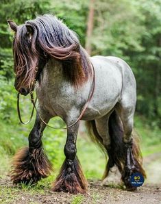 a gray horse with long hair walking down a dirt road in the middle of a forest