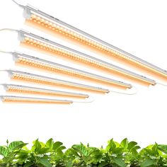 PRICES MAY VARY. 【"V-shaped" & Reflectors Design】 Professional T8 grow Light Strip has two rows of high-quality full spectrum LED chips. It has a wider beam angle and higher PAR value than single row grow lights. Perfect for plant seedling, growth, flowering and bear fruit. 【Full Spectrum】 Monios-L LED grow light Strip is providing indoor plants with full-spectrum sunlight replacement at 400nm-800nm. Up to 42w each light linkable to get more PPFD( photosynthetic photon flux density ), which is e Best Led Grow Lights, Herb Garden Kit, Sprouting Seeds, Grow Lamps, Plant Seedlings, Grow Lights For Plants, Led Grow Light, Indoor Herb Garden, Herbs Indoors