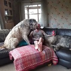 a woman sitting on top of a couch next to two dogs