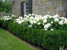 white flowers line the side of a stone house