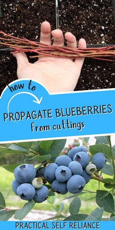 how to propagate blueberries from cuttings and prunical self reliance