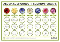 the diagram shows how many different flowers are arranged in this chart, and what they look like