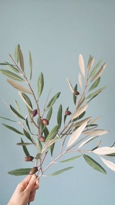 a hand holding an olive branch with leaves