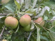 apples are growing on the branch of an apple tree