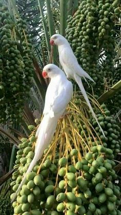 two white birds sitting on top of a bunch of green fruit next to each other