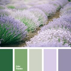 the color scheme is lavender and green