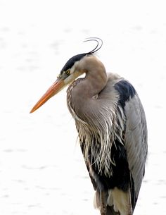 a close up of a bird with a long neck and large beak standing in the water