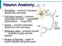 an image of the nervous system and its functions, including nematic systems such as