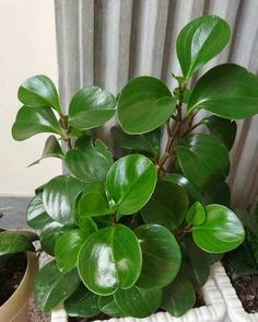 some green plants are in a white planter next to a brown potted plant