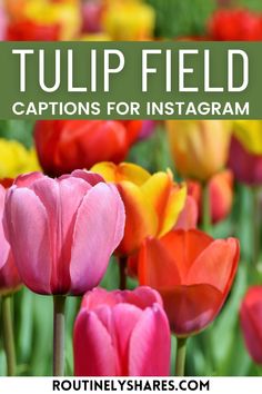 tulip field captions for instagram with text overlay that reads tulip field captions for instagram