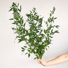 a woman holding a plant in her hand