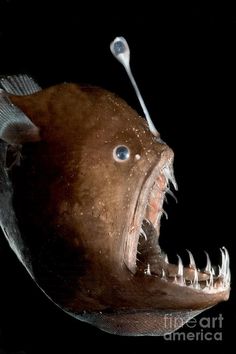 a close up of a fish with its mouth open