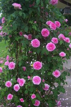 pink roses are blooming in the garden