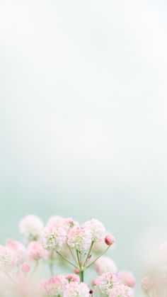 pink and white flowers in the middle of a field