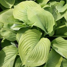 large green leaves are growing in the garden