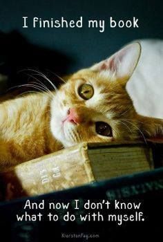 an orange and white cat laying on top of a book with the caption russian