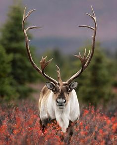 a deer with large antlers standing in the middle of a red flower filled field