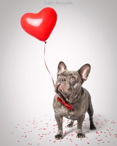 a dog holding a red heart shaped balloon