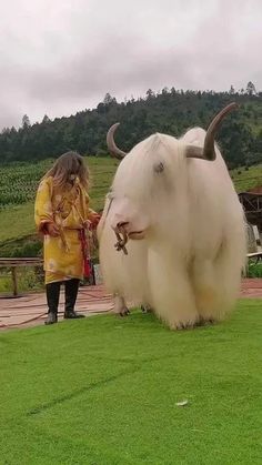 a woman standing next to an animal on top of a lush green field